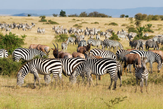 Kenya image: Maasai Mara 2