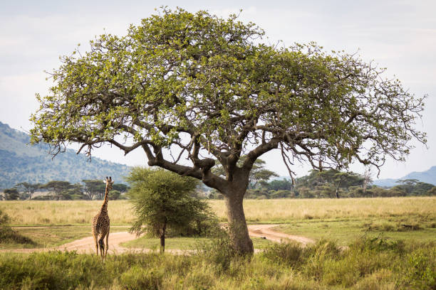 Tanzania image: Tarangire 1