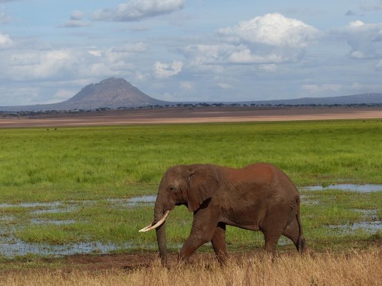 Tanzania image: Tarangire 3